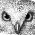 owl face