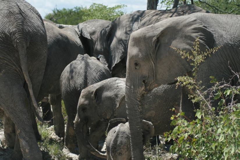 12804645_10154015551943817_8213635972984535872_n